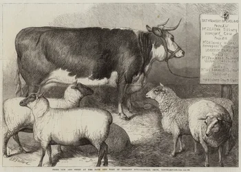 Prijs Koe en Schaap op de Bath en West of England Landbouwshow, Southampton
